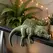 Sleeping T-Rex Monitor Topper Figurines 3D Printed Mini Lazy Dinosaur Ornaments for Desk/Monitor/Shelf Cute Jurassic Dino Decor
