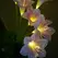 Solar Lily Flower Garden Stake Lights, Warm White IP65 Waterproof  Pathway Lights for Wedding Party Outdoor Patio Yard Decor