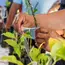 200M PE Grafting Tape Film Self-adhesive for Fruit Tree Nursery Plants Seedlings Vine Floristry Tomato Grafting Supplies Stretch