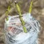 200M PE Grafting Tape Film Self-adhesive for Fruit Tree Nursery Plants Seedlings Vine Floristry Tomato Grafting Supplies Stretch