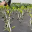 200M PE Grafting Tape Film Self-adhesive for Fruit Tree Nursery Plants Seedlings Vine Floristry Tomato Grafting Supplies Stretch