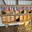 10Pcs/1Pc Nesting Liner Nest Box Chicken Mat, Nest Mat Box Liner, Chicken Coop Chicken Mat, Chick Mat Bird Nest Mat Rabbit Mat