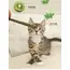 6pcs Natural Matatabi Cat Stick Mint Caught Bite Excited Rods Silvervine For Cat Teeth Cleaning Treating Pet Supply Cat Toys