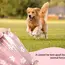Photodegradable Thick Dog Poop Bag with Floral Fragrance, Environmentally Friendly Pet Feces Garbage Bag with Dispenser