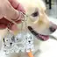 Transparent Dog Hair Storage Container Adorable Pet Keepsake Capsule Pendant With Key Ring for Pet Lovers DIY Memorial Keychain